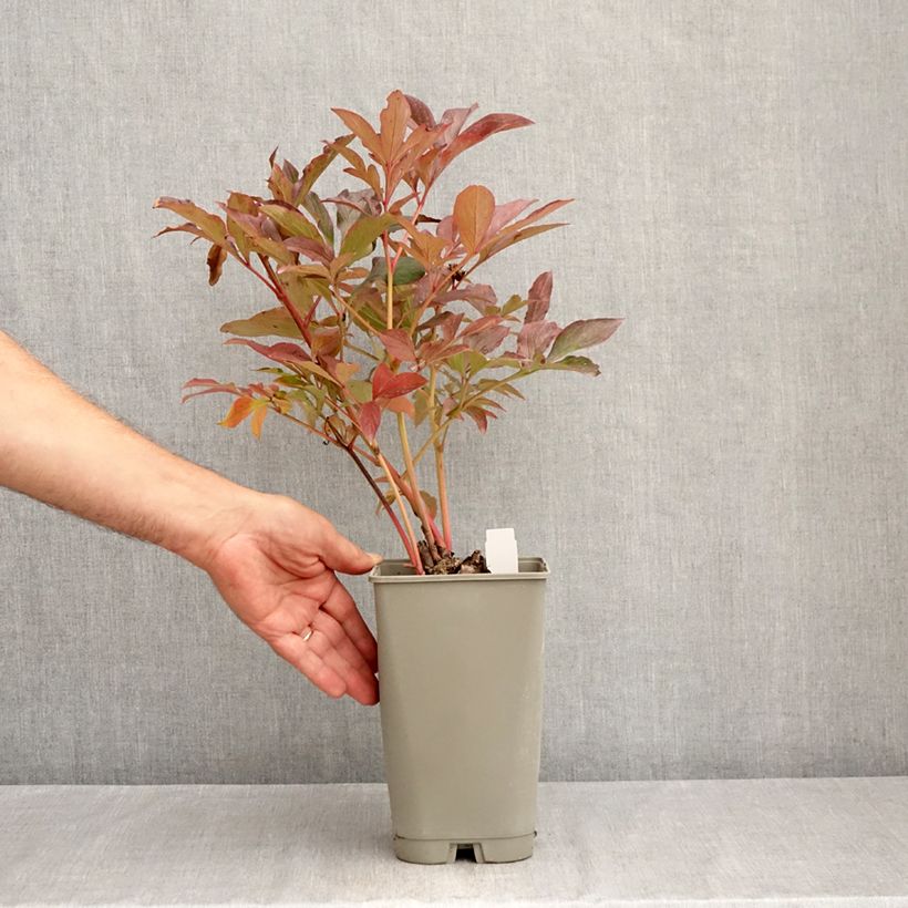 Esimerkki kesällä toimitetusta Kiinanpioni Konigin Wilhelmina Pot de 3L/4L-taimesta