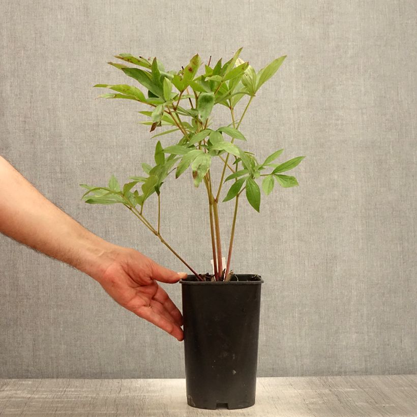 Esimerkki keväällä toimitetusta Kiinanpioni Sarah Bernhardt Ruukku 3L / 4L-taimesta