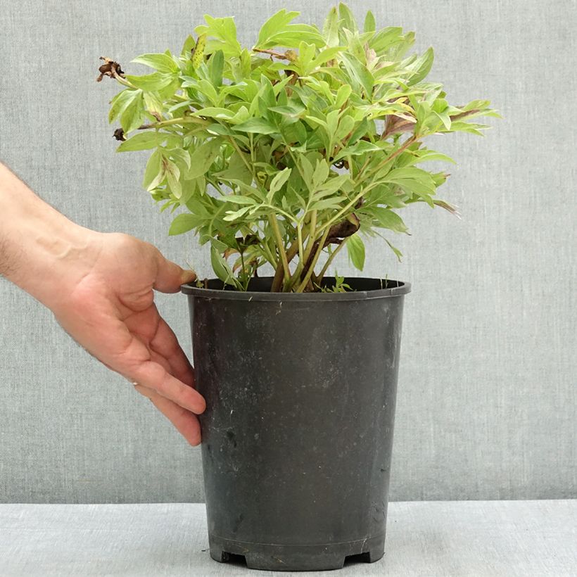 Esimerkki kesällä toimitetusta Tarhapioni Anemoniflora 3 litran/4 litran ruukku-taimesta