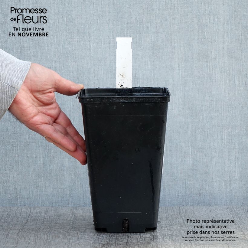 Esimerkki syksyllä toimitetusta Pivoine officinale Rosea Plena Pot de 3L/4L-taimesta