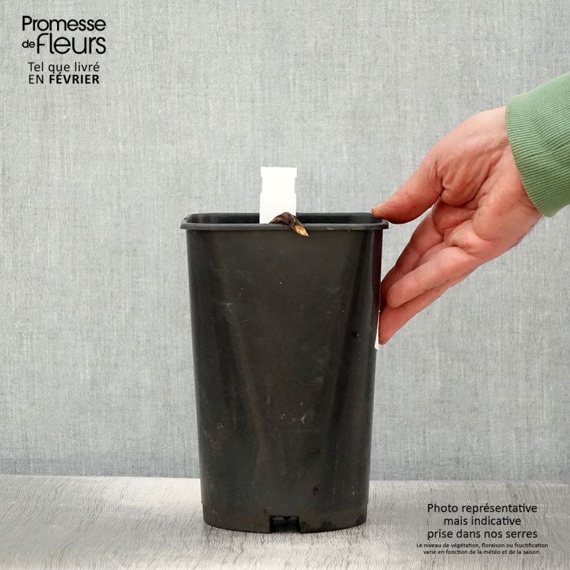 Esimerkki talvella toimitetusta Tarhapioni Rosea Plena Pot de 3L/4L-taimesta