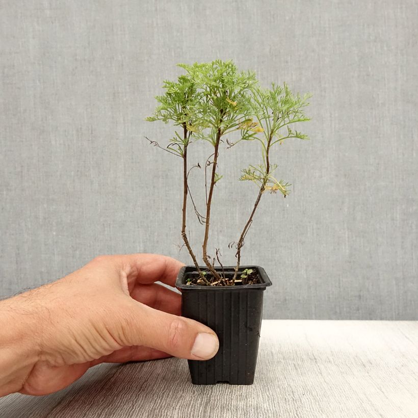 Esimerkki syksyllä toimitetusta Aaprottimaruna Maritima 7/8 cm taimiruukku-taimesta