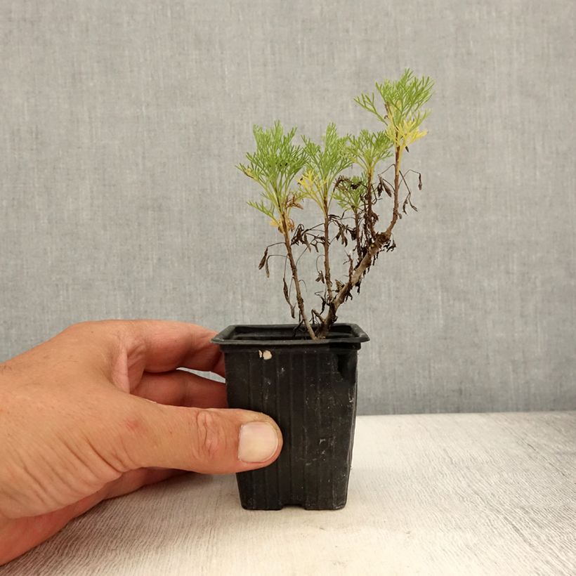Esimerkki kesällä toimitetusta Plante cola - Artemisia abrotanum var.maritima Godet de 7/8 cm-taimesta