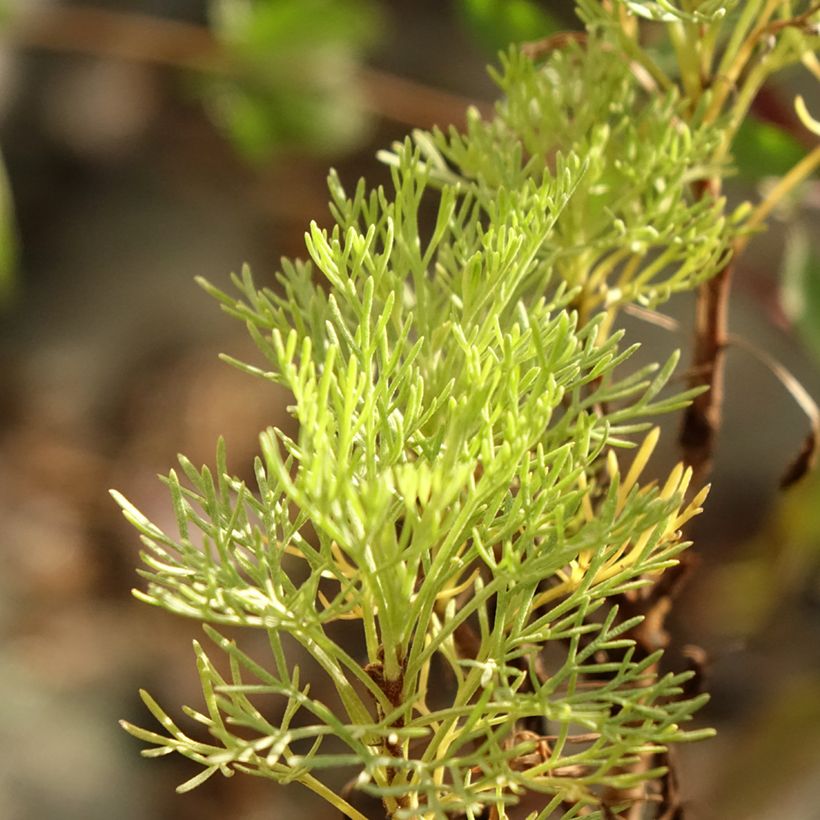 Aaprottimaruna Maritima (Lehvistö)