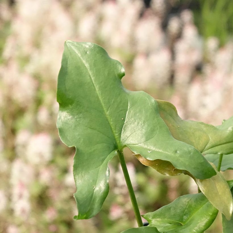 Kärsämunkinhiippa - Arisarum proboscideum (Lehvistö)