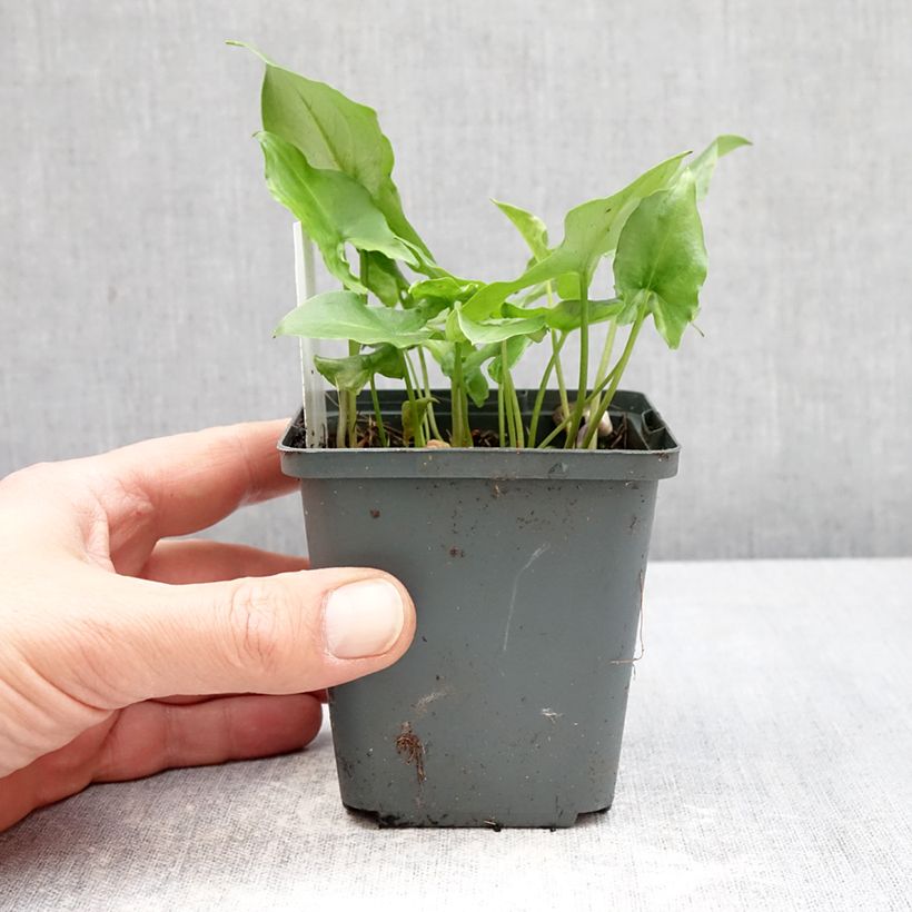 Esimerkki keväällä toimitetusta Kärsämunkinhiippa - Arisarum proboscideum Godet de 8/9 cm-taimesta