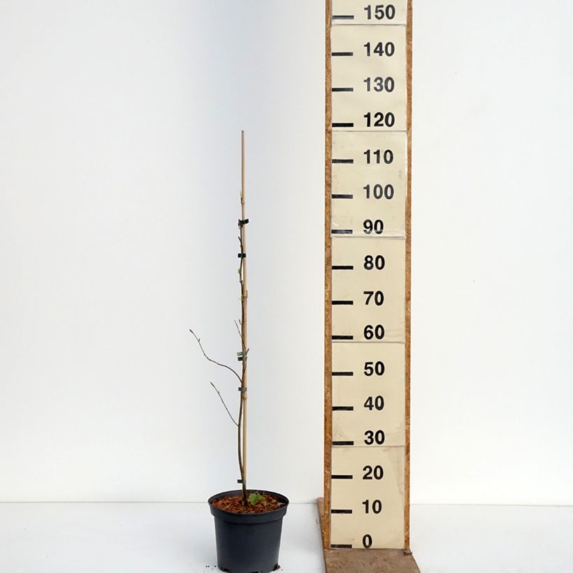 Esimerkki keväällä toimitetusta Amerikanpersimoni - Diospyros virginiana Pot de 4L/5L-taimesta