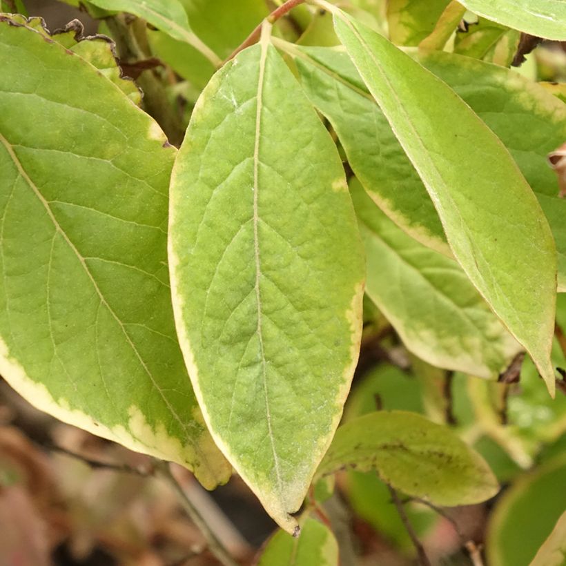 Taateliluumu - Diospyros lotus (Lehvistö)