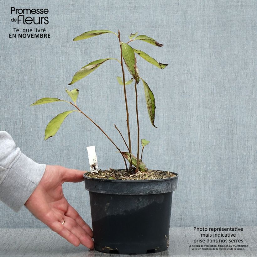 Esimerkki syksyllä toimitetusta Taateliluumu - Diospyros lotus 2 litran/3 litran ruukku-taimesta