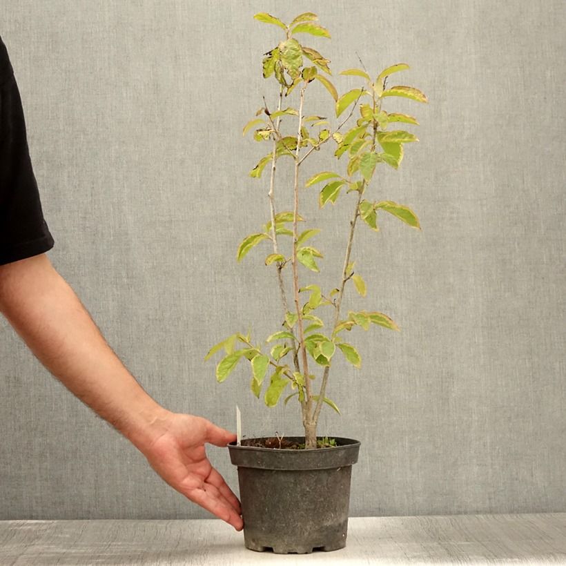 Esimerkki kesällä toimitetusta Taateliluumu - Diospyros lotus 2 litran/3 litran ruukku-taimesta