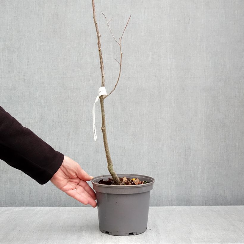 Esimerkki syksyllä toimitetusta Taateliluumu - Diospyros lotus 3 litran/4 litran ruukku-taimesta