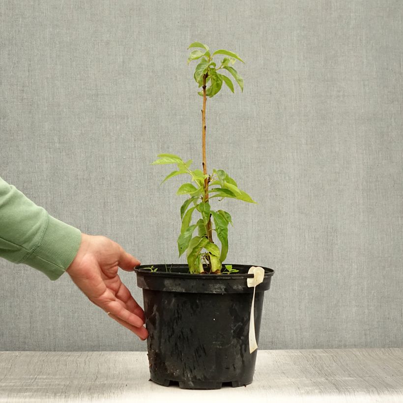Esimerkki kesällä toimitetusta Taateliluumu - Diospyros lotus 3 litran/4 litran ruukku-taimesta