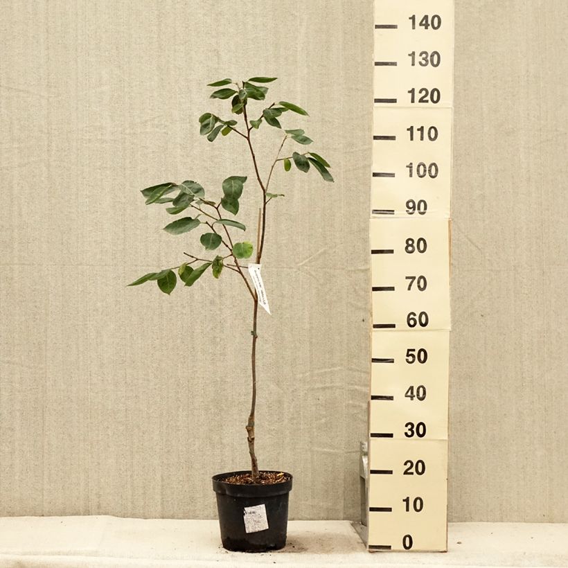 Esimerkki kesällä toimitetusta Plaqueminier, Kaki - Diospyros Nikita’s Gift Pot de 4L/5L, Demi-Tige-taimesta