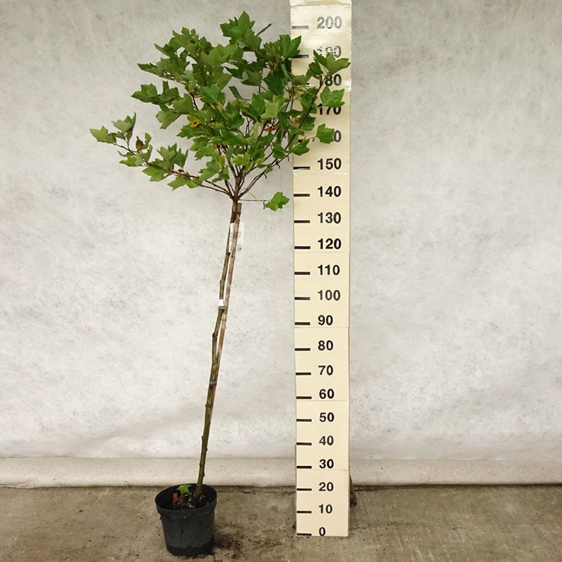 Esimerkki kesällä toimitetusta Plataani Alphen's Globe Pot de 7,5L/10L, Tige-taimesta