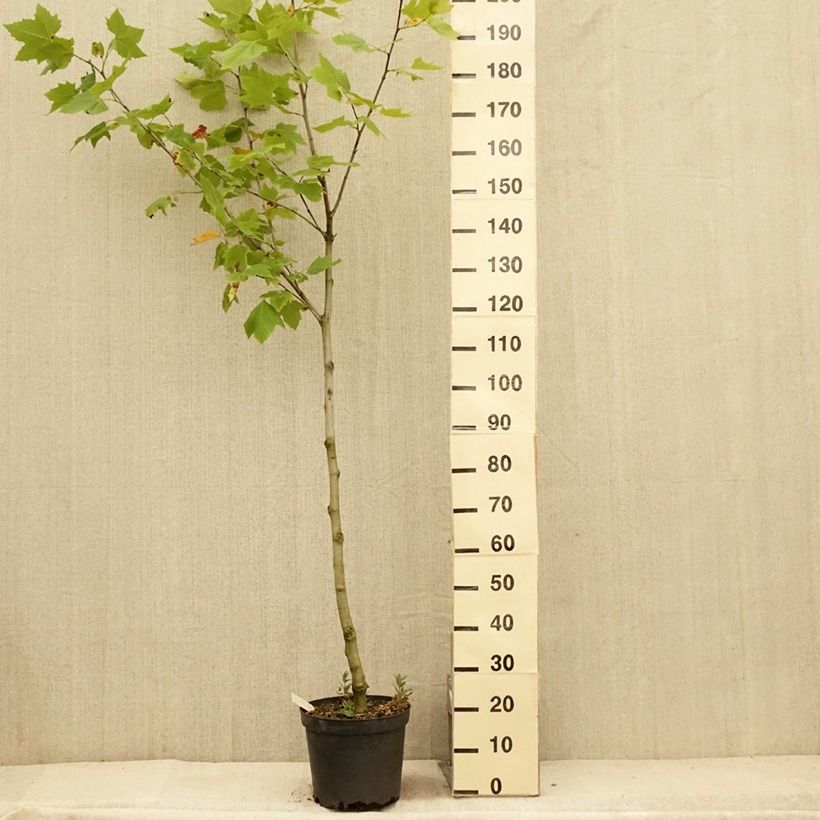 Esimerkki kesällä toimitetusta Plataani - Platanus x hispanica Pot de 7,5L/10L-taimesta