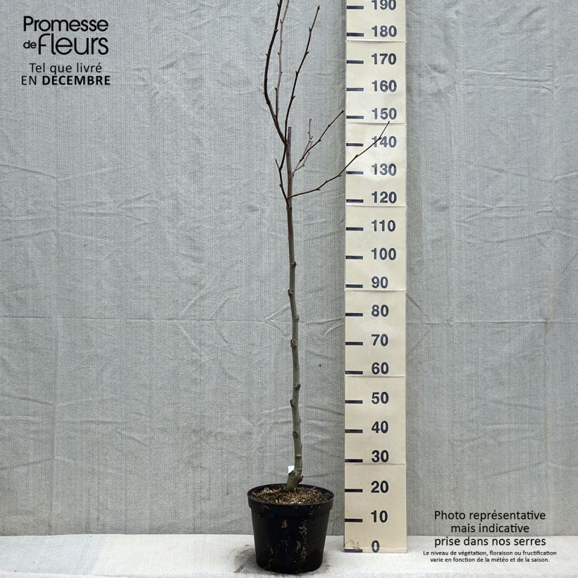 Esimerkki syksyllä toimitetusta Plataani - Platanus x hispanica 7,5 litran / 10 litran ruukku-taimesta