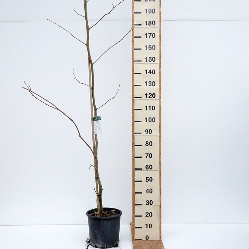 Esimerkki syksyllä toimitetusta Plataani - Platanus x hispanica 7,5 litran / 10 litran ruukku-taimesta