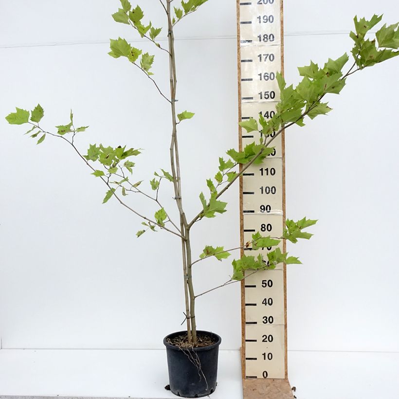 Esimerkki kesällä toimitetusta Plataani - Platanus x hispanica Pot de 7,5L/10L-taimesta