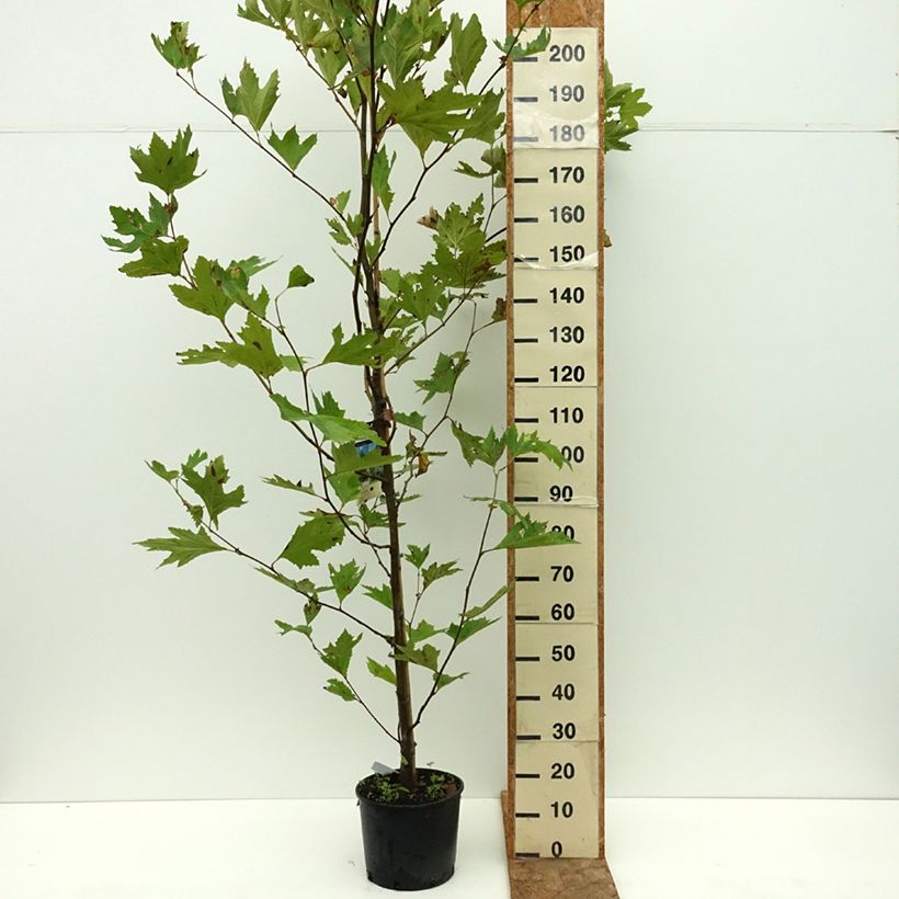 Esimerkki kesällä toimitetusta Idänplataani - Platanus orientalis 7,5 litran / 10 litran ruukku-taimesta