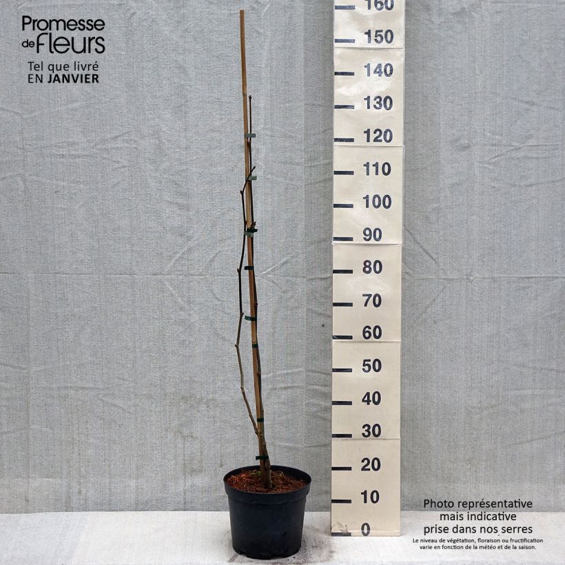 Esimerkki talvella toimitetusta Platanus x hispanica Suttneri - Platane panaché Pot de 4L/5L-taimesta