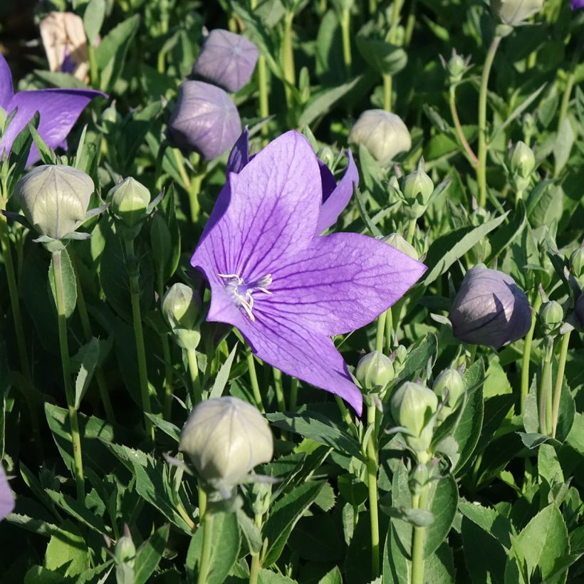 Jalokello Astra Blue (Kukinta)