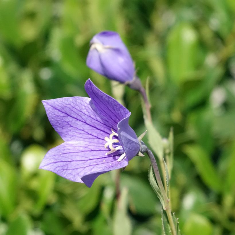 Jalokello Fuji Blue (Kukinta)