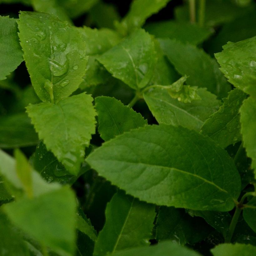 Jalokello Mariesii (Lehvistö)
