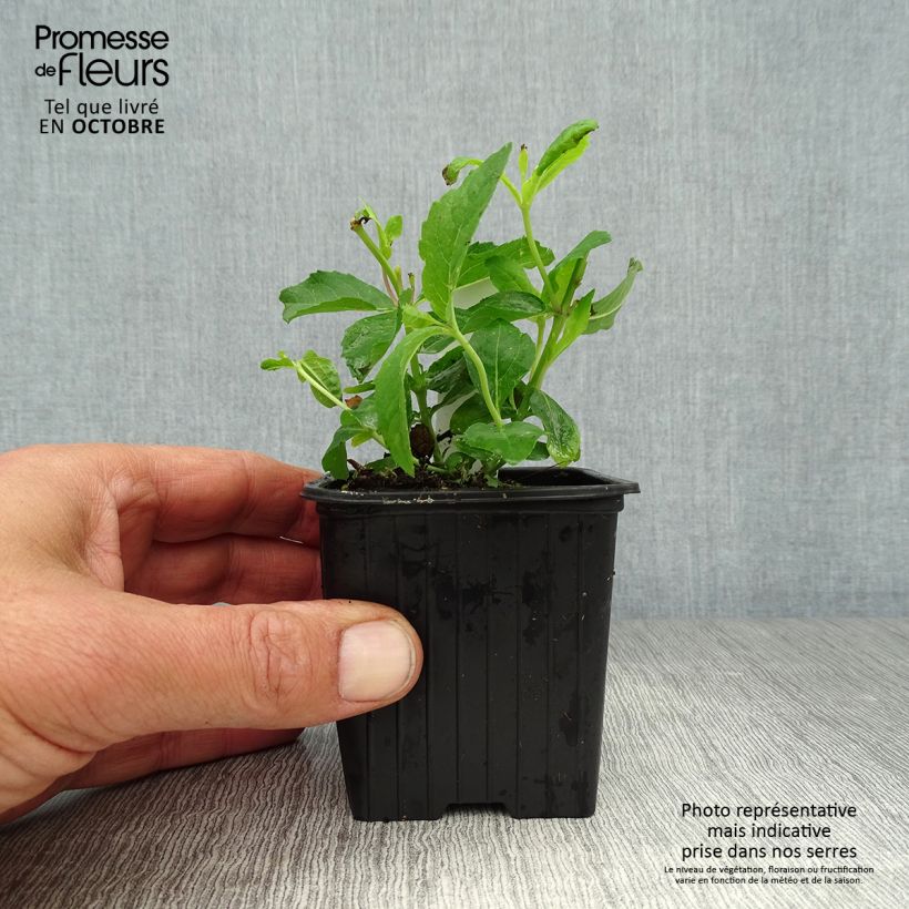 Esimerkki syksyllä toimitetusta Jalokello Mariesii 7/8 cm taimiruukku-taimesta