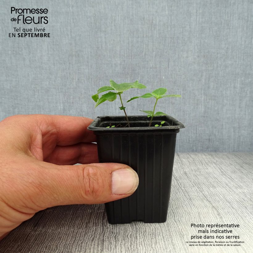 Esimerkki syksyllä toimitetusta Jalokello Perlmutterschale 7/8 cm taimiruukku-taimesta