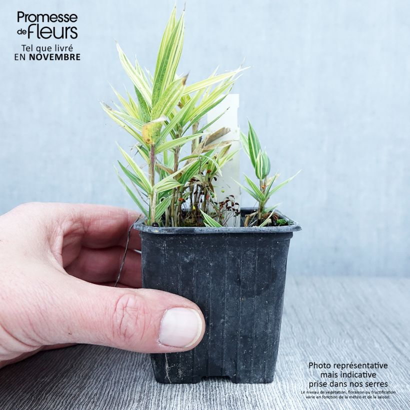Esimerkki syksyllä toimitetusta Pleioblastus chino Elegantissimus 8/9 cm taimiruukku-taimesta