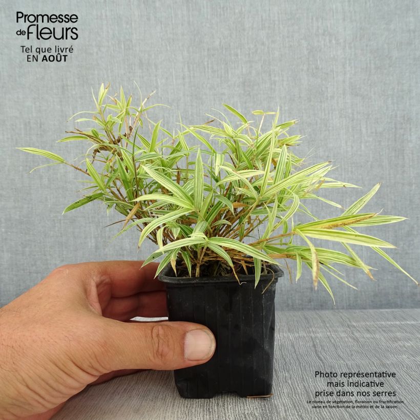 Esimerkki kesällä toimitetusta Pleioblastus chino Elegantissimus Godet de 8/9 cm-taimesta