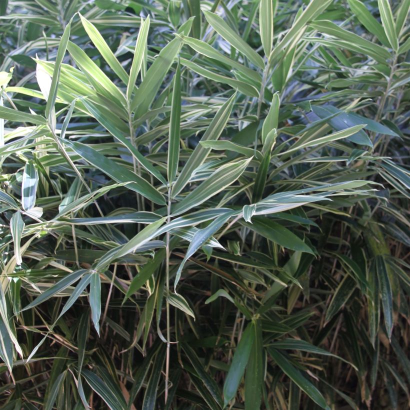 Pleioblastus fortunei Variegatus (Lehvistö)