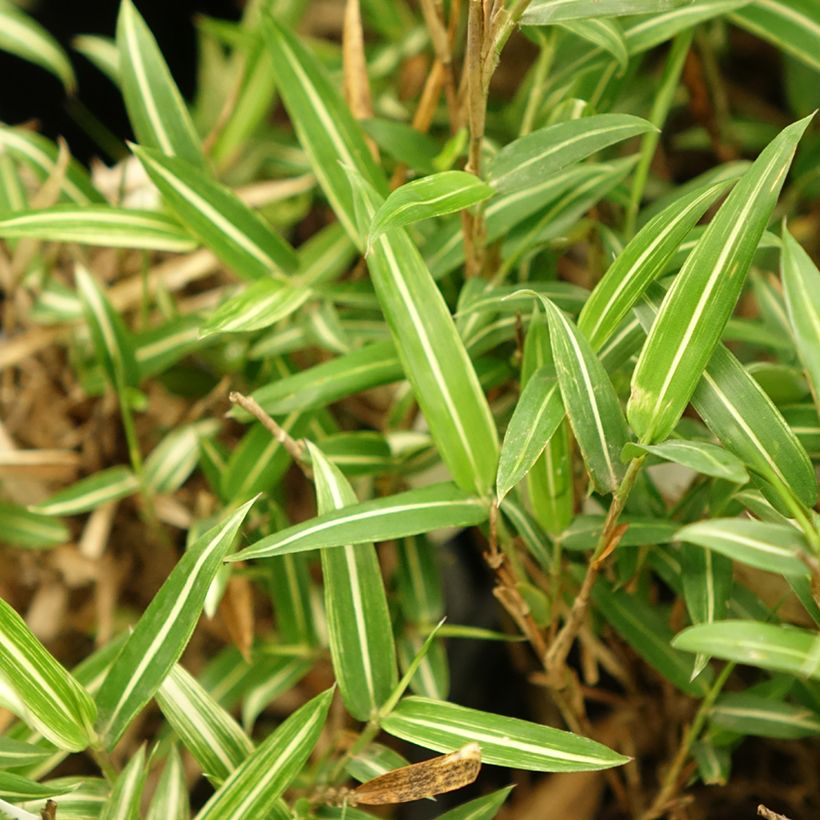 Pleioblastus shibuyanus Tsuboï (Lehvistö)
