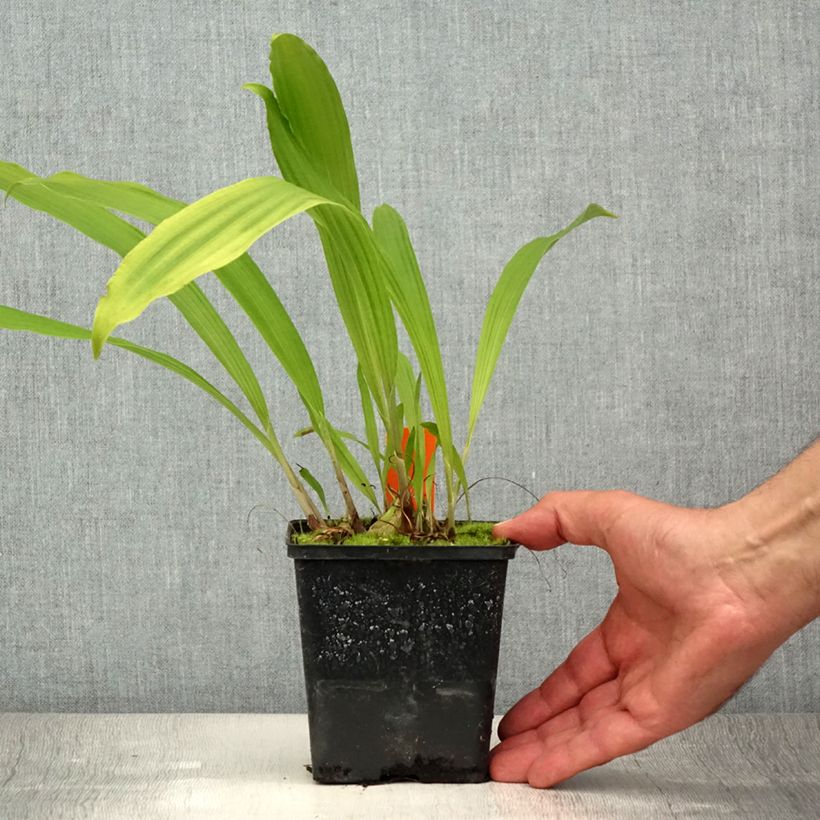 Esimerkki kesällä toimitetusta Vaaleatyttökämmekkä - Pleione formosana Pot de 1L/1,5L-taimesta