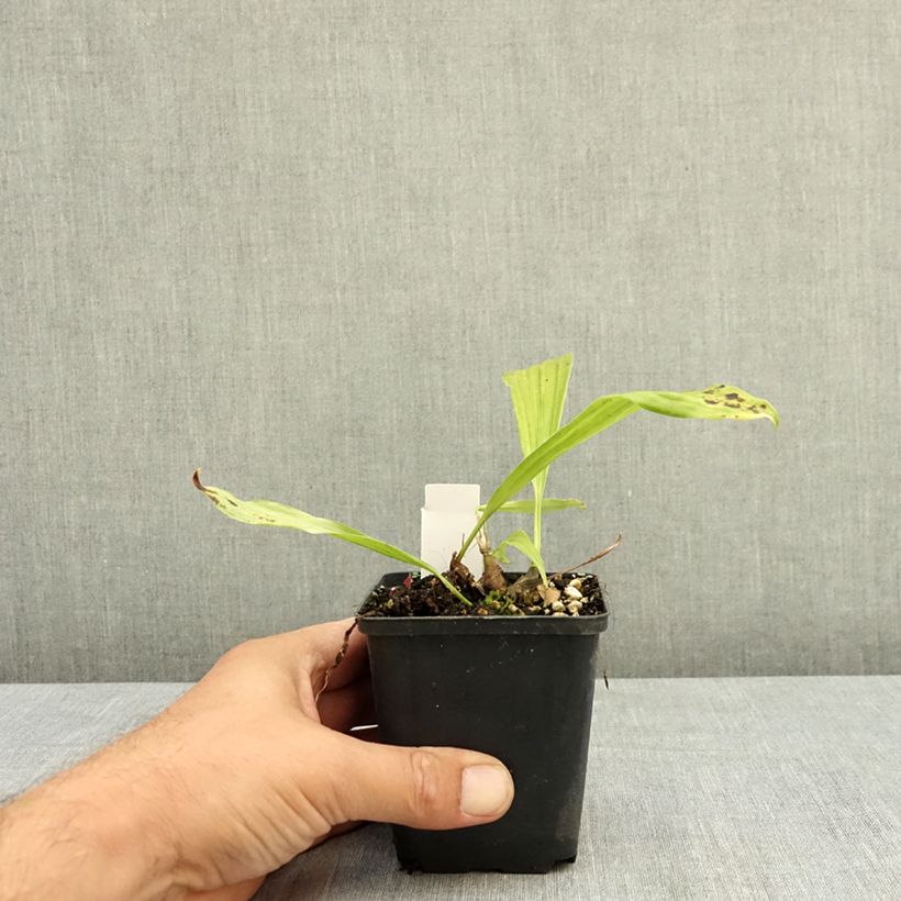Esimerkki kesällä toimitetusta Tyttökämmekä Tongariro 8/9 cm taimiruukku-taimesta