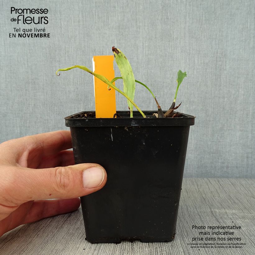 Esimerkki syksyllä toimitetusta Pleione Tongariro - Orchidée terrestre Pot de 1L/1,5L-taimesta