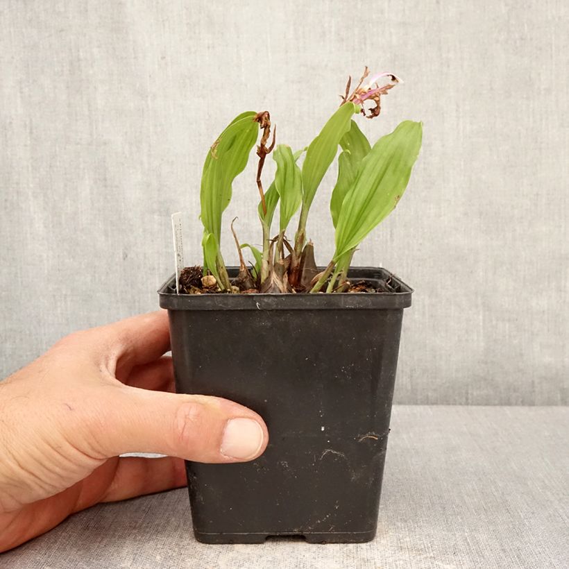 Esimerkki keväällä toimitetusta Tyttökämmekä Tongariro - Pleione Ruukku 10 cm / 11 cm Koko I-taimesta