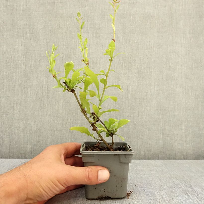 Esimerkki kesällä toimitetusta Sinilyijykukka Dark Blue 8/9 cm taimiruukku-taimesta
