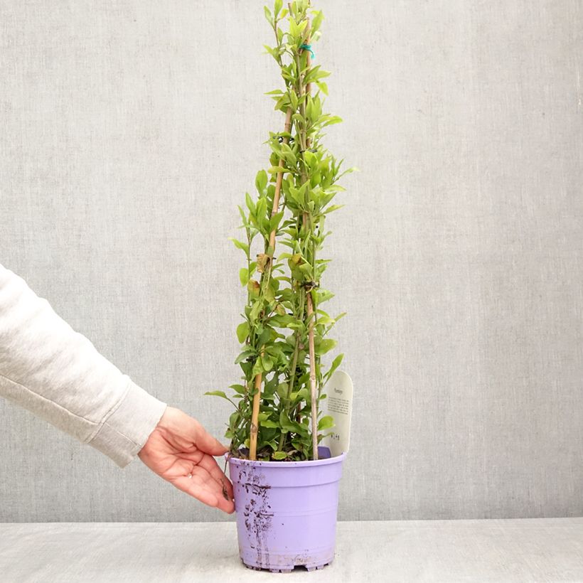 Esimerkki keväällä toimitetusta Sinilyijykukka - Plumbago auriculata Ruukku 2L / 3L-taimesta
