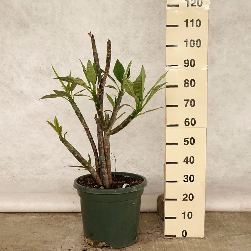 Esimerkki kesällä toimitetusta Plumeria rubra - Frangipanier rouge ou commun Pot de 6L/7L-taimesta