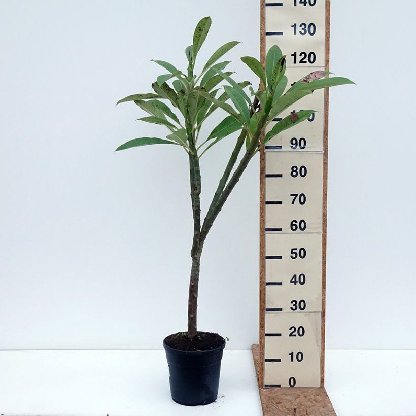 Esimerkki syksyllä toimitetusta Plumeria rubra 6 litran/7 litran ruukku-taimesta