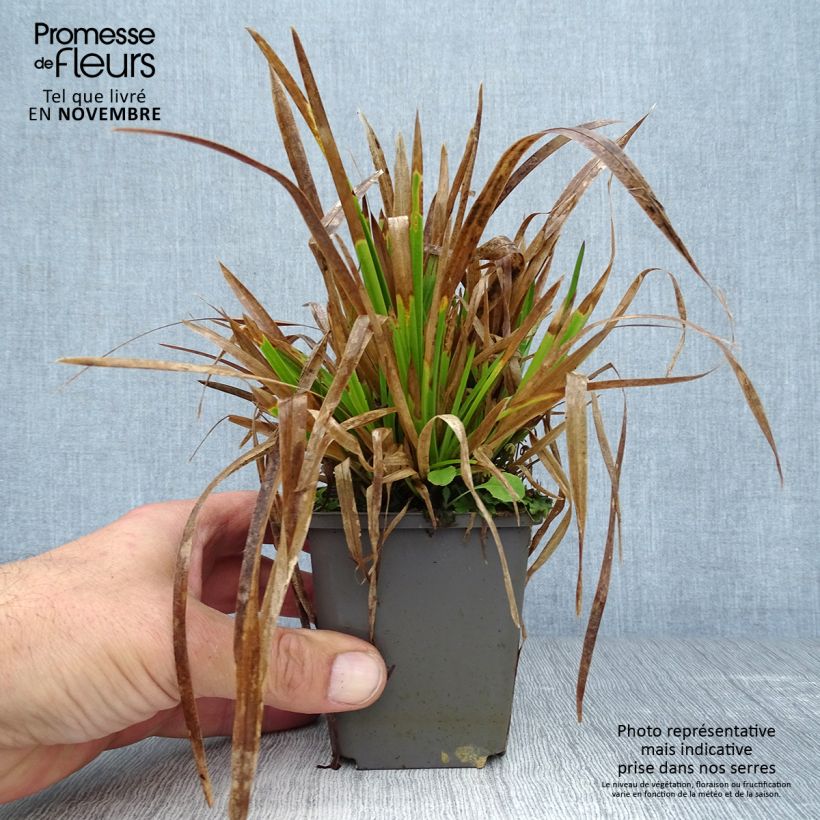 Esimerkki syksyllä toimitetusta Puistonurmikka - Poa chaixii 8/9 cm taimiruukku-taimesta
