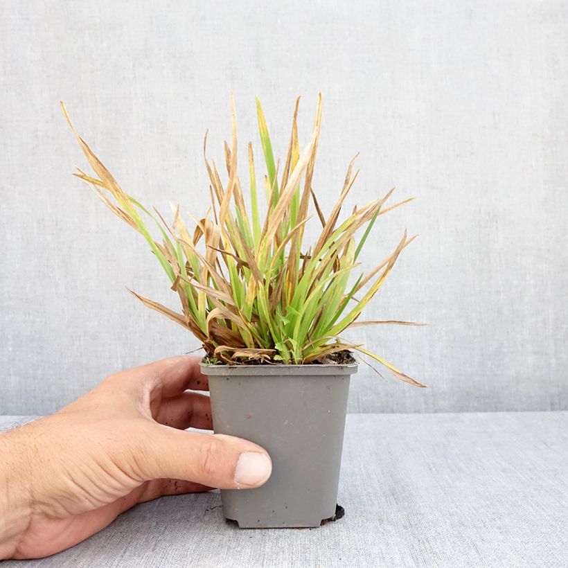 Esimerkki kesällä toimitetusta Puistonurmikka - Poa chaixii Godet de 8/9 cm-taimesta
