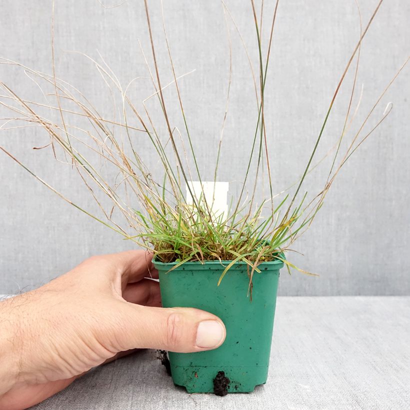 Esimerkki syksyllä toimitetusta Pahtanurmikka Blue Hills 8/9 cm taimiruukku-taimesta