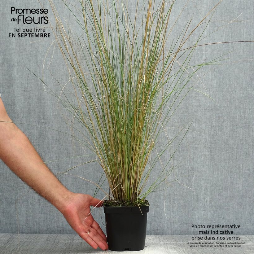 Esimerkki kesällä toimitetusta Nurmikka - Poa labillardieri Pot de 2L/3L-taimesta