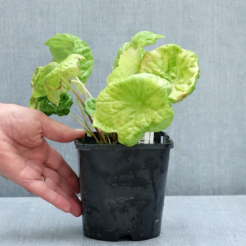 Esimerkki kesällä toimitetusta Jalkalehti Spotty Dotty 1 litran / 1,5 litran ruukku-taimesta