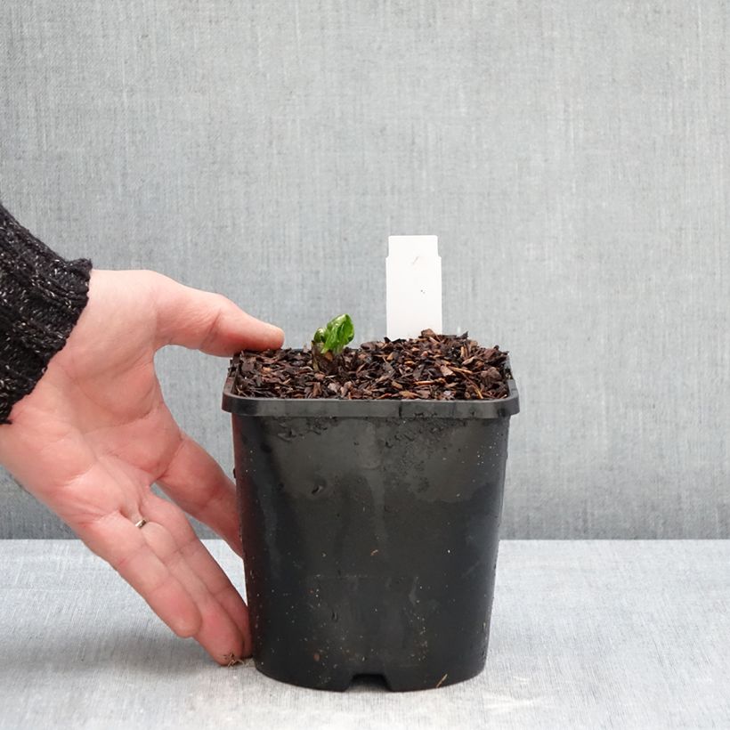 Esimerkki talvella toimitetusta Jalkalehti Spotty Dotty Ruukku 1L / 1,5L-taimesta