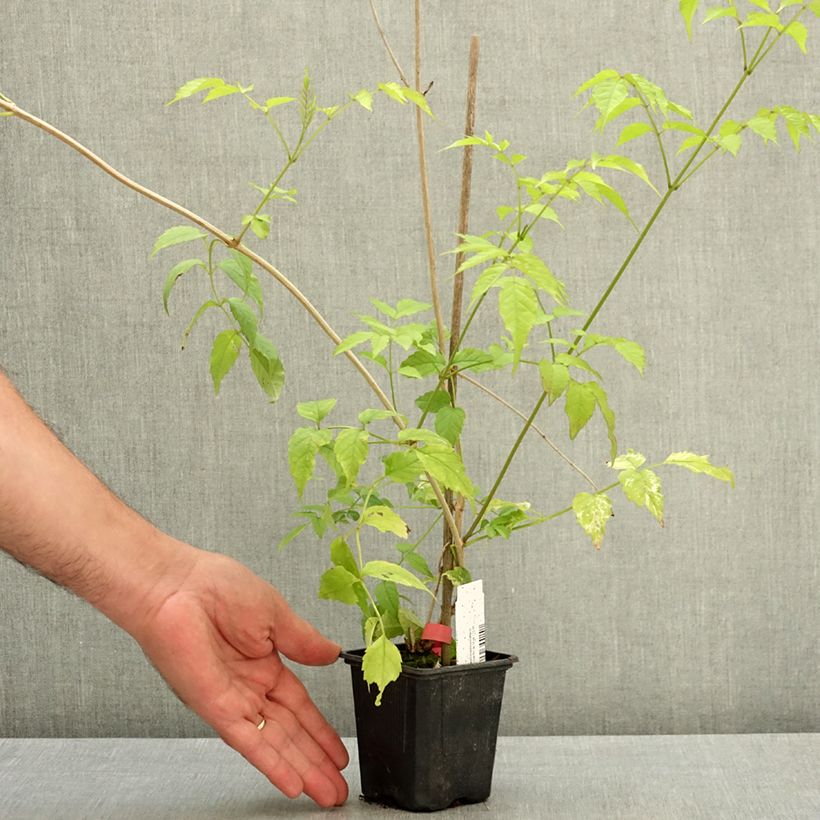 Esimerkki kesällä toimitetusta Trumpettiliaani Comtesse Sarah 12 cm / 13 cm ruukku-taimesta