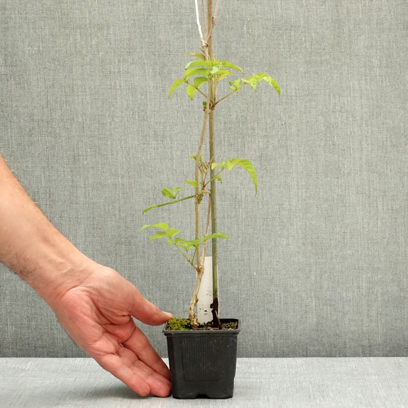 Esimerkki keväällä toimitetusta Trumpettiliaani Comtesse Sarah Ruukku 12 cm / 13 cm-taimesta