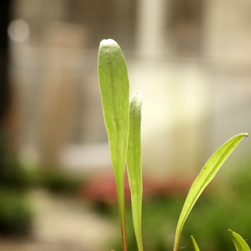 Pogonia ophioglossoides (Lehvistö)